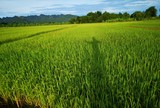 Fototapeta Krajobraz - The shadow on the rice field