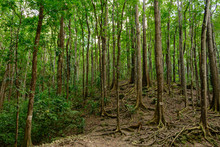 Bilar Man-Made Forest. Bohol, Philippines