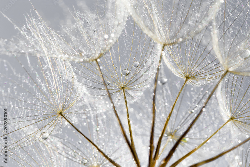 Dandelion Seeds in the drops of dew on a beautiful background. - obrazy, fototapety, plakaty 