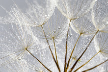 Dandelion Seeds In The Drops Of Dew On A Beautiful Background.