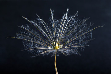 Wall Mural -  macro photo of dandelion seeds with water drops