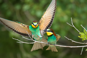 Wall Mural - Wildlife photo - Bee eater sits on branch its natural environment, Sandberg, Slovakia, Europe