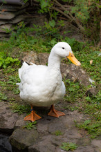 Female Adult White Campbell Domestic Breed Duck, Often Refered To As Jemima Puddle Ducks. Standing, Facing Forward. Vertical.