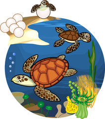 Sticker - Life cycle of sea turtle. Sequence of stages of development of turtle from egg to adult animal