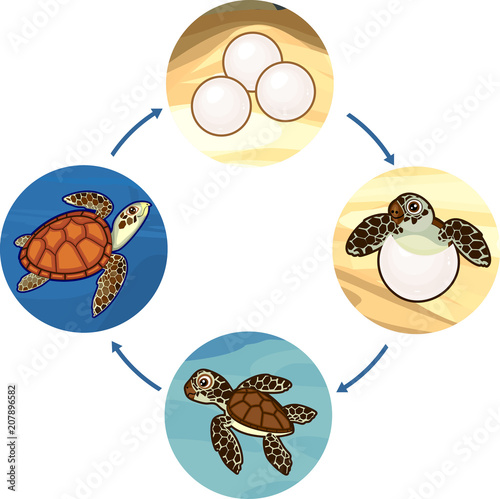 Схема модели развития животных Life cycle of sea turtle. Sequence of stages of development of turtle from egg t