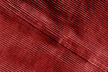 Cotton fabric texture in red color.