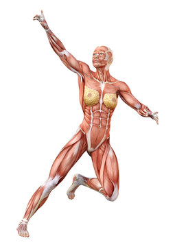 3D Rendering Female Anatomy Figure on White