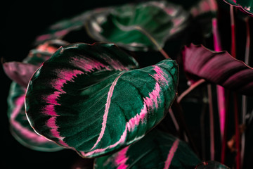 Wall Mural - botanical calathea plant with green and pink leaves, on black