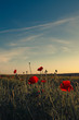 field with green grass and red poppies against the sunset sky