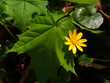 One yellow Ficaria verna flower with big green leaf