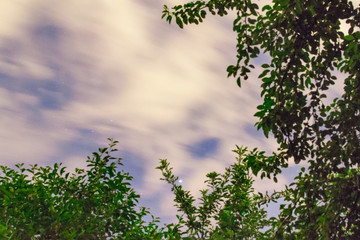 Wall Mural - night sky and trees