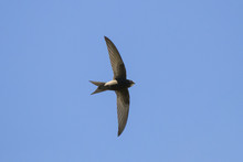 Common Swift Flying In Blue Sky. Cute Black Rapid Bird In Wildlife.