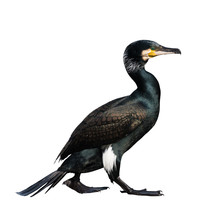 Portrait Of An Adult Cormorant Cormorant On A White Background, The Netherlands