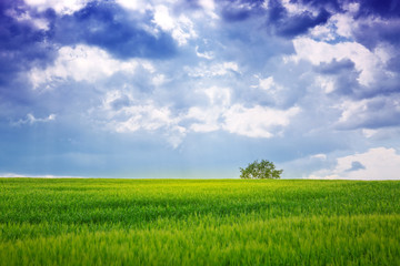 Wall Mural - Green field and tree.