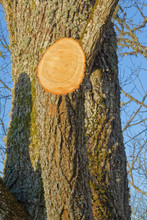 Standing Lime-tree Tilia Cordata Bole With Cut Down Branch With Visible Growth Rings