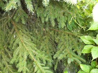 backgrounds, beauty in nature, branch, close-up, coniferous tree, day, foliage, full frame, green co