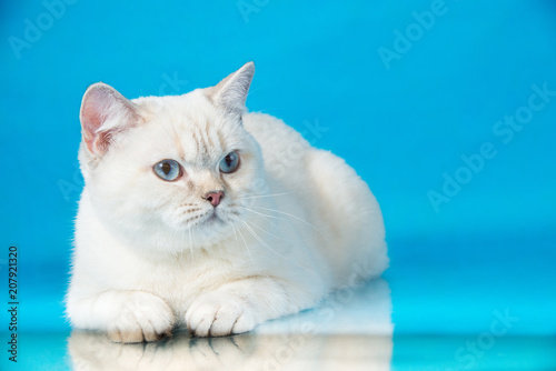 Pointed British Shorthair Cat With Blue Eyes Lying On Blue Studio