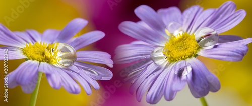 flower with rain drops - a macro photography