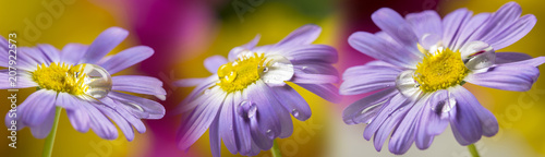 flower with rain drops - a macro photography