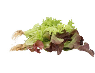 Wall Mural - Mixed lettuce 2