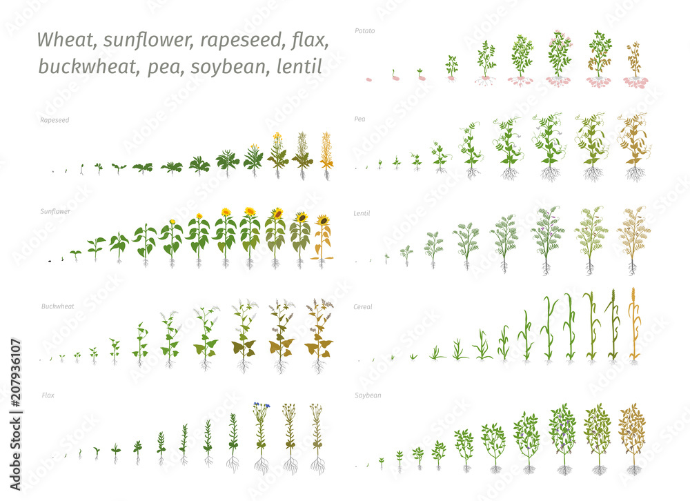 Growing Rapeseed Sunflower rapeseed flax buckwheat pea soybean potato wheat. Vector ...
