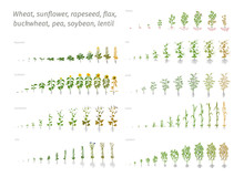 Sunflower Rapeseed Flax Buckwheat Pea Soybean Potato Wheat. Vector Showing The Progression Growing Plants. Determination Of The Growth Stages Biology
