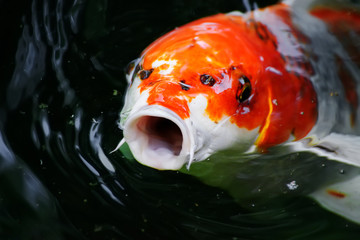 gold fish floating in the water and looking at shallow depth of field