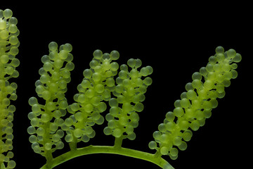 Wall Mural - Caulerpa lentillifera, Sea Grapes, Green Caviar isolated on black background.