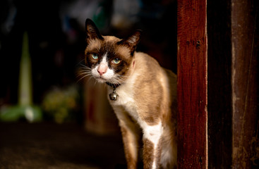 Wall Mural - Thai brown cat