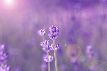 Canvas Print - field lavender morning