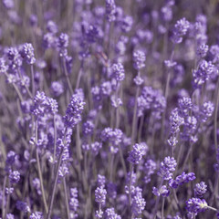 Canvas Print - field lavender morning