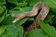 close up of aggressive rattlesnake in hosta plants with raindrops