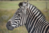 Fototapeta Konie - Portrait of a beautiful zebra on a meadow in South Africa