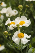 Details Of California Tree Poppy Flowers