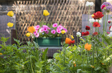 View of a beautiful blooming garden end is on blurred background of garden furniture: two chairs and table with flowers in flowerpot. A secret garden for two. English style. 