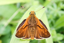 Close-up Of Male Large Skipper Butterfly