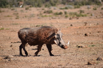 Closeup of a brown warthog in Addo Elephant Park in Colchester, South Africa