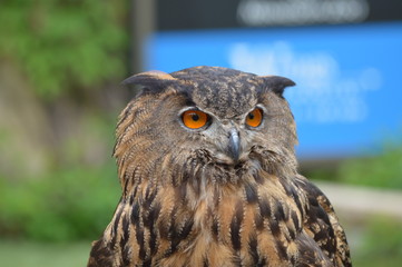 Wall Mural - Eurasian eagle owl