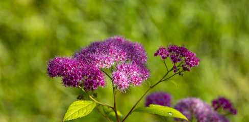 Wall Mural - The flower of the red spiraea, the ornamental shrub used in landscape design, is well suited for decorating haircut