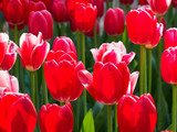 Fototapeta Tulipany - Photo of tulips in the sun