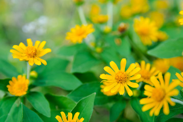 Wall Mural - Little yellow star flower, Singapore dailsy, Melampodium Divaricatum with leaf green background and copy space