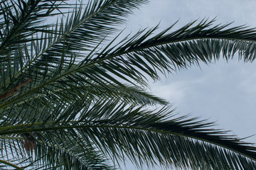  A palm with sky in the background.
