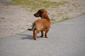 Poster - dog brown