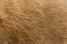 Close Up Brown Dog Fur Background