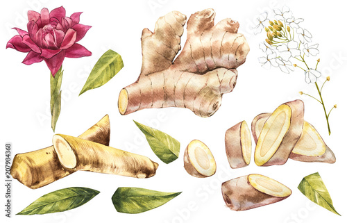 Fotografie, Obraz Hand Drawn Ginger and Horseradish watercolor sketch