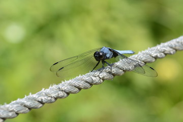 Sticker - Male dragonfly / Blue-tailed forest hawk