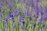 Fototapeta Kwiaty - Gardening, cultivation,environment and care of aromatic plants concept: purple,fragrant and blooming buds of lavender flowers on a sunny day.