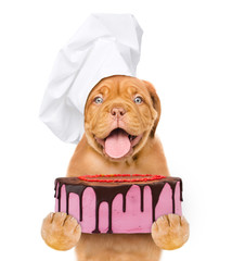 Poster - Funny puppy in chef's hat holds cake. isolated on white background