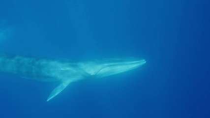 Wall Mural - finwhale is the second largest animal on earth underwater