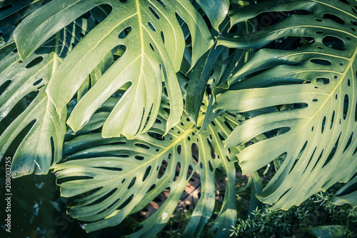 piekne-zielone-liscie-tropikalne-monstera